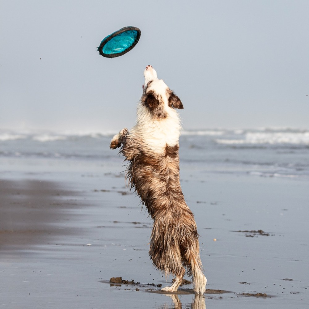 Dog catching a frisbee