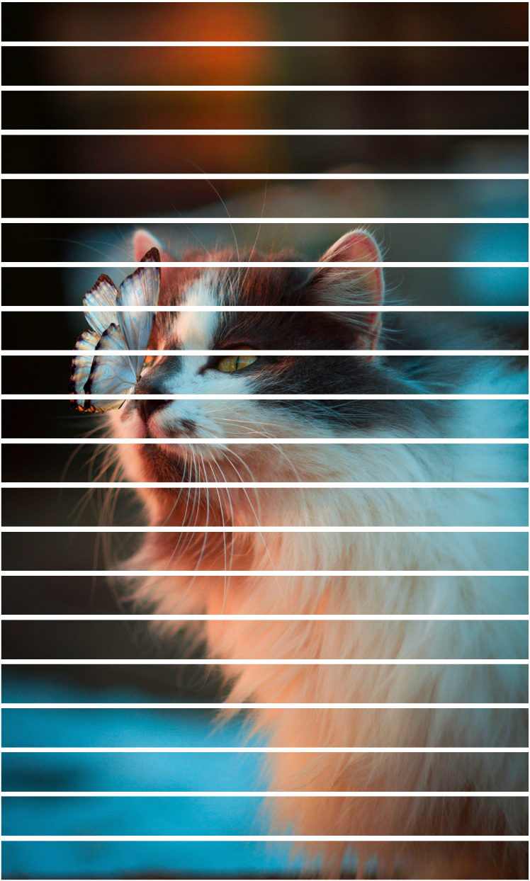 Cat image split into 256 pixel high strips.