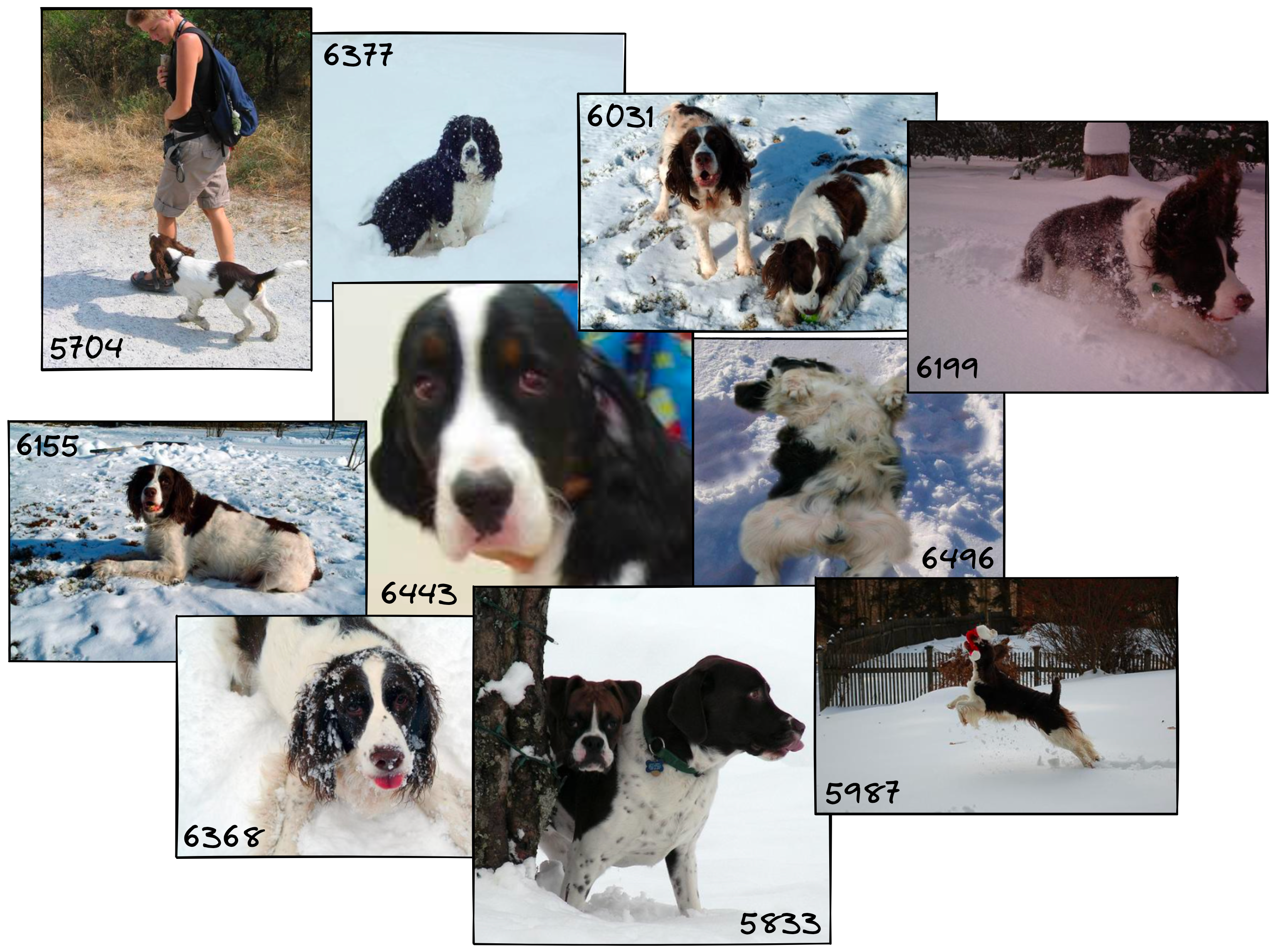 Dogs in snow results